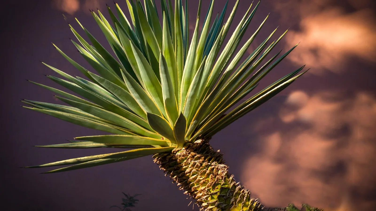 Harvested agave plants stacked in a lorry in India